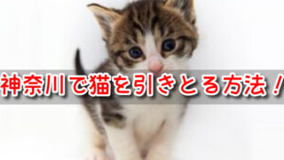 ペットショップ 神奈川 売れ残り 猫 引き取りたい 里親 譲渡会 場所