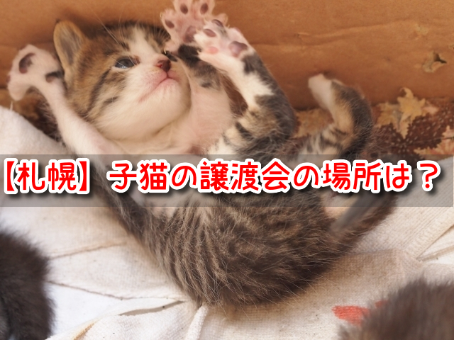 保護猫 札幌 子猫 譲渡会 場所 おすすめ 里親募集 カフェ