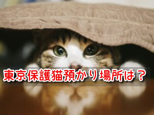 保護猫 東京 預かりボランティア 場所 費用 条件 期間