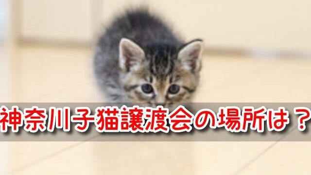 保護猫 神奈川 子猫 譲渡会 場所 引き取り 里親募集 カフェ