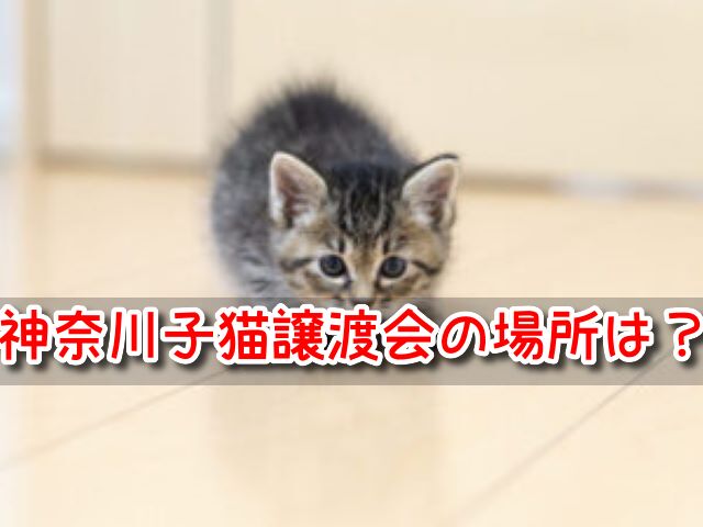 保護猫 神奈川 子猫 譲渡会 場所 引き取り 里親募集 カフェ