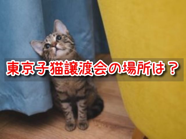 保護猫 譲渡会 東京 子猫 引き取り 場所どこ 里親募集 カフェ