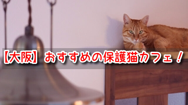 保護猫 大阪 カフェ おすすめ 場所 引き取り 条件
