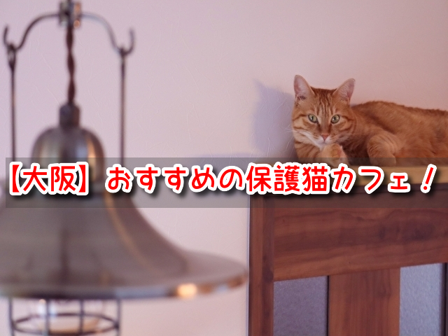 保護猫 大阪 カフェ おすすめ 場所 引き取り 条件