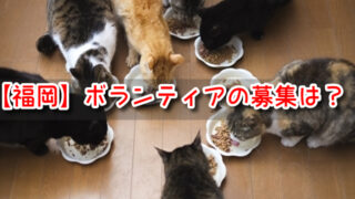 保護猫 福岡 ボランティア 募集 団体 NPO 求人 パート バイト