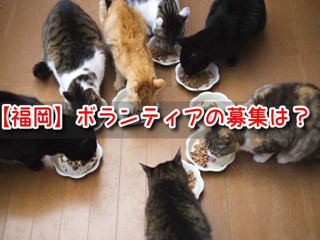 保護猫 福岡 ボランティア 募集 団体 NPO 求人 パート バイト