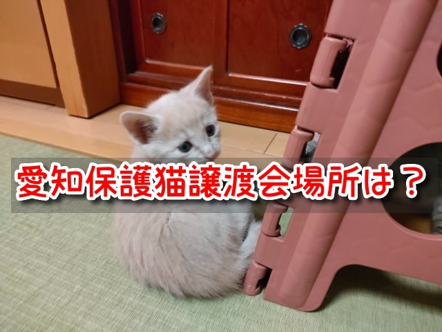保護猫 愛知 子猫 譲渡会 場所 引き取り 里親募集 カフェ