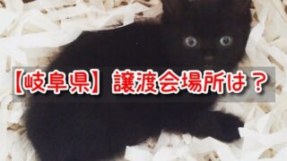 岐阜県　ペットショップ売れ残り　猫　引き取りたい　里親　無料　譲渡会　場所