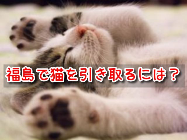 福島県　ペットショップ　売れ残り　猫　引き取りたい　里親に　譲渡会