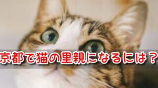 ペットショップ　京都　売れ残り　猫　引き取りたい　里親募集　譲渡会　2023年　
