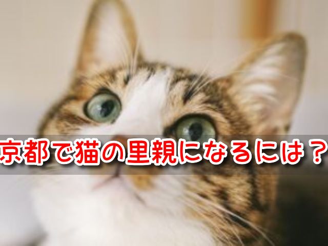 ペットショップ　京都　売れ残り　猫　引き取りたい　里親募集　譲渡会　2023年　