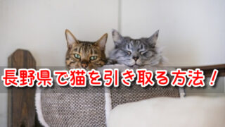 ペットショップ　長野県　売れ残り　猫　引き取りたい　里親募集　譲渡会　場所