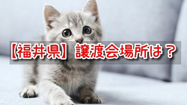 福井県　ペットショップ　売れ残り　猫　引き取りたい　里親に　譲渡会
