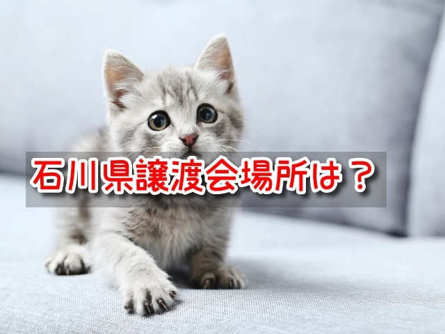 ペットショップ　石川県　売れ残り　猫　引き取りたい　里親募集　譲渡会　2023年　