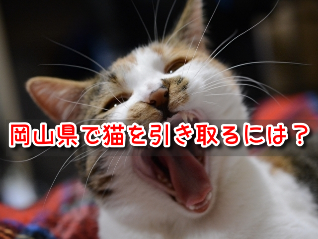 岡山県　猫　ペットショップ　売れ残り　引き取りたい　里親　譲渡会　場所　どこ