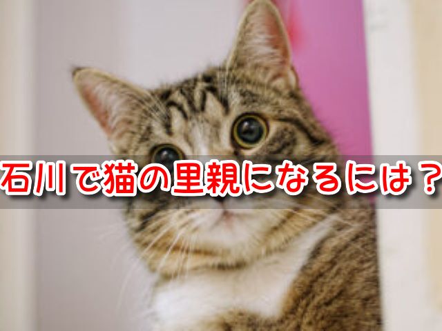 ペットショップ　猫の売れ残り　引き取りたい　石川県　里親　譲渡会　場所