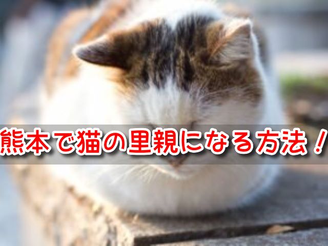 熊本県　猫　