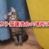 保護猫 譲渡会 東京 子猫 引き取り 場所どこ 里親募集 カフェ