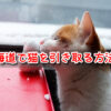 ペットショップ　北海道　売れ残り　猫　引き取りたい　里親募集　譲渡会　場所