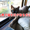 ペットショップ　富山県　売れ残り　猫　引き取りたい　里親募集　譲渡会　場所